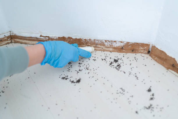 Best Mosquito Control Services  in Burns Flat, OK